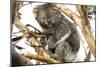 Koala in the Wild, in a Gum Tree at Cape Otway, Great Ocean Road, Victoria, Australia-Tony Waltham-Mounted Photographic Print