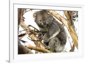 Koala in the Wild, in a Gum Tree at Cape Otway, Great Ocean Road, Victoria, Australia-Tony Waltham-Framed Photographic Print