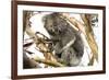 Koala in the Wild, in a Gum Tree at Cape Otway, Great Ocean Road, Victoria, Australia-Tony Waltham-Framed Photographic Print