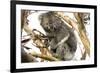 Koala in the Wild, in a Gum Tree at Cape Otway, Great Ocean Road, Victoria, Australia-Tony Waltham-Framed Photographic Print