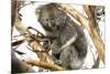 Koala in the Wild, in a Gum Tree at Cape Otway, Great Ocean Road, Victoria, Australia-Tony Waltham-Mounted Photographic Print