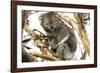 Koala in the Wild, in a Gum Tree at Cape Otway, Great Ocean Road, Victoria, Australia-Tony Waltham-Framed Photographic Print