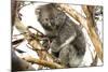 Koala in the Wild, in a Gum Tree at Cape Otway, Great Ocean Road, Victoria, Australia-Tony Waltham-Mounted Photographic Print