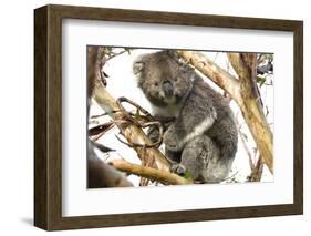 Koala in the Wild, in a Gum Tree at Cape Otway, Great Ocean Road, Victoria, Australia-Tony Waltham-Framed Photographic Print