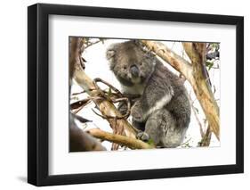 Koala in the Wild, in a Gum Tree at Cape Otway, Great Ocean Road, Victoria, Australia-Tony Waltham-Framed Photographic Print