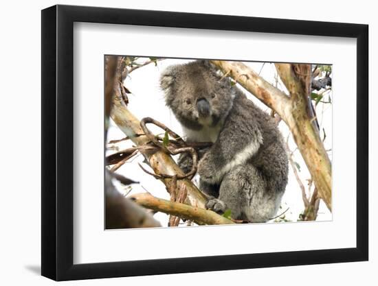 Koala in the Wild, in a Gum Tree at Cape Otway, Great Ocean Road, Victoria, Australia-Tony Waltham-Framed Photographic Print