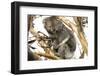 Koala in the Wild, in a Gum Tree at Cape Otway, Great Ocean Road, Victoria, Australia-Tony Waltham-Framed Photographic Print