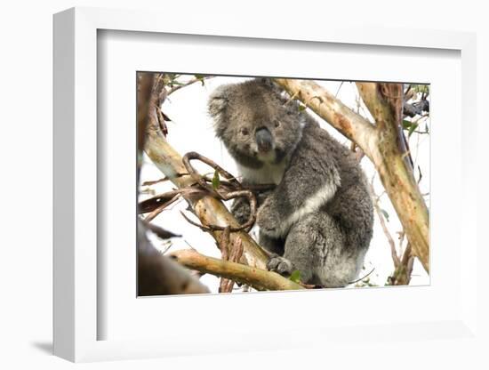 Koala in the Wild, in a Gum Tree at Cape Otway, Great Ocean Road, Victoria, Australia-Tony Waltham-Framed Photographic Print