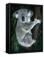 Koala, in Tree, Queensland, Australia-Lynn M. Stone-Framed Stretched Canvas