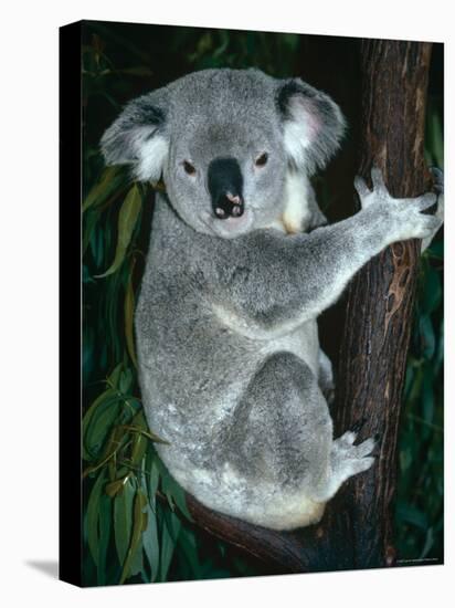 Koala, in Tree, Queensland, Australia-Lynn M. Stone-Stretched Canvas