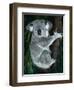 Koala, in Tree, Queensland, Australia-Lynn M. Stone-Framed Premium Photographic Print