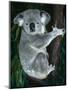 Koala, in Tree, Queensland, Australia-Lynn M. Stone-Mounted Premium Photographic Print