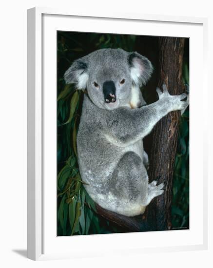 Koala, in Tree, Queensland, Australia-Lynn M. Stone-Framed Photographic Print