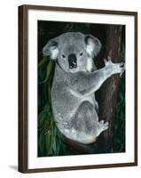 Koala, in Tree, Queensland, Australia-Lynn M. Stone-Framed Photographic Print