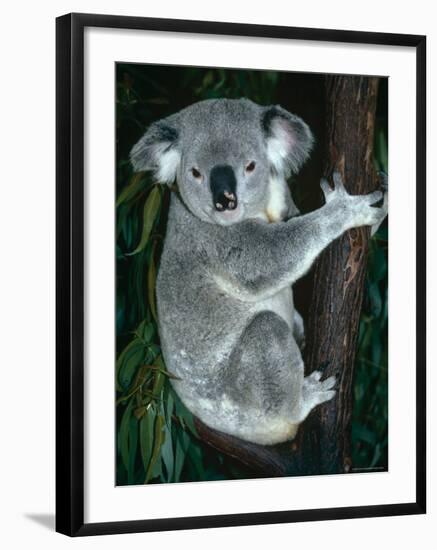 Koala, in Tree, Queensland, Australia-Lynn M. Stone-Framed Photographic Print