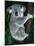 Koala, in Tree, Queensland, Australia-Lynn M. Stone-Mounted Photographic Print