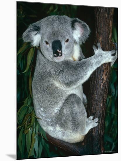 Koala, in Tree, Queensland, Australia-Lynn M. Stone-Mounted Photographic Print