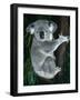 Koala, in Tree, Queensland, Australia-Lynn M. Stone-Framed Photographic Print