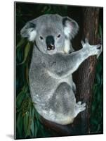 Koala, in Tree, Queensland, Australia-Lynn M. Stone-Mounted Photographic Print