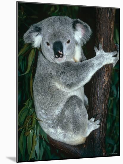 Koala, in Tree, Queensland, Australia-Lynn M. Stone-Mounted Photographic Print