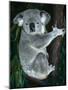 Koala, in Tree, Queensland, Australia-Lynn M. Stone-Mounted Photographic Print