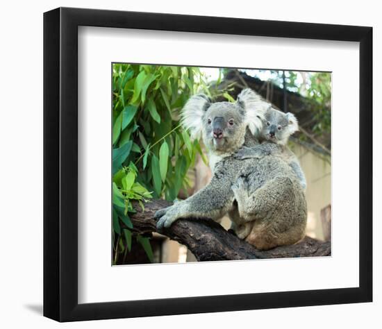 Koala Mom and Baby on a Branch-null-Framed Premium Giclee Print