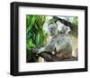 Koala Mom and Baby on a Branch-null-Framed Premium Giclee Print
