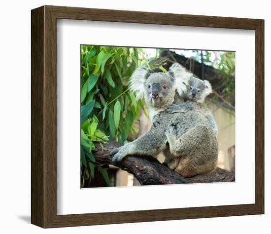 Koala Mom and Baby on a Branch-null-Framed Premium Giclee Print