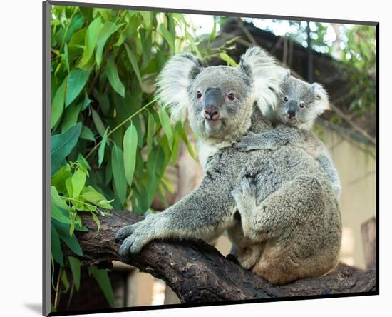 Koala Mom and Baby on a Branch-null-Mounted Premium Giclee Print