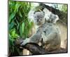 Koala Mom and Baby on a Branch-null-Mounted Premium Giclee Print