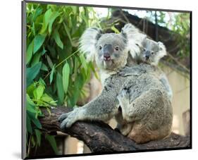 Koala Mom and Baby on a Branch-null-Mounted Premium Giclee Print