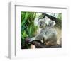 Koala Mom and Baby on a Branch-null-Framed Art Print