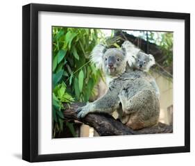 Koala Mom and Baby on a Branch-null-Framed Art Print