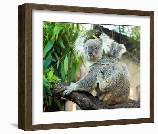 Koala Mom and Baby on a Branch-null-Framed Art Print