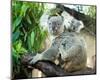 Koala Mom and Baby on a Branch-null-Mounted Art Print