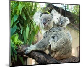 Koala Mom and Baby on a Branch-null-Mounted Art Print