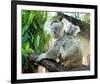 Koala Mom and Baby on a Branch-null-Framed Art Print