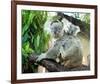 Koala Mom and Baby on a Branch-null-Framed Art Print