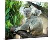 Koala Mom and Baby on a Branch-null-Mounted Art Print