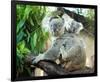 Koala Mom and Baby on a Branch-null-Framed Art Print