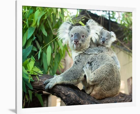 Koala Mom and Baby on a Branch-null-Framed Art Print