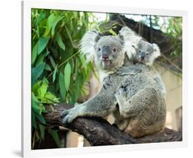 Koala Mom and Baby on a Branch-null-Framed Art Print