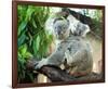 Koala Mom and Baby on a Branch-null-Framed Art Print