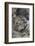 Koala mother with joey, Queensland, Australia-Suzi Eszterhas-Framed Photographic Print