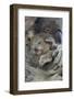 Koala mother with joey, Queensland, Australia-Suzi Eszterhas-Framed Photographic Print