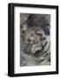 Koala mother with joey, Queensland, Australia-Suzi Eszterhas-Framed Photographic Print