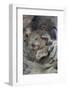 Koala mother with joey, Queensland, Australia-Suzi Eszterhas-Framed Photographic Print