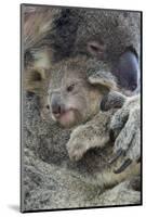 Koala mother with joey, Queensland, Australia-Suzi Eszterhas-Mounted Photographic Print