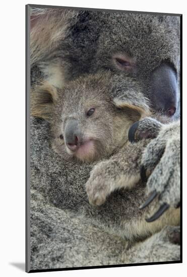 Koala mother with joey, Queensland, Australia-Suzi Eszterhas-Mounted Photographic Print