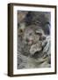 Koala mother with joey, Queensland, Australia-Suzi Eszterhas-Framed Photographic Print